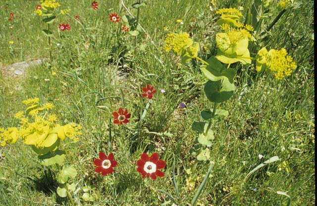 Plants: Bild 5 von 16 thumb