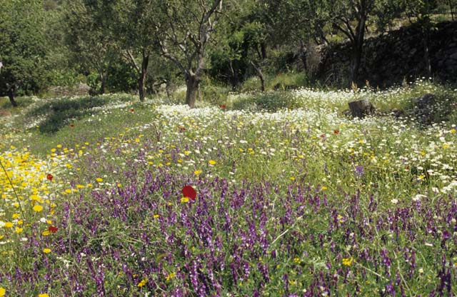 Plants: Bild 13 von 16 thumb