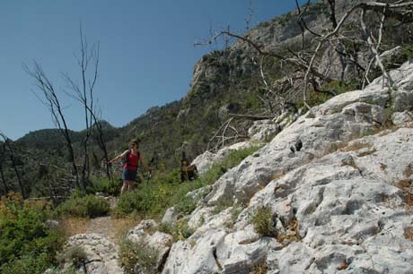 Waldbrandgebiet