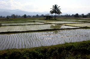 Reisfelder bei Phrao