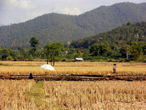 Reisfelder bei Phrao